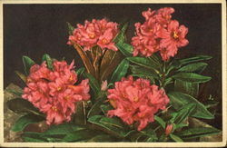 Rusty Leaved Alpine Rose Flowers Postcard Postcard