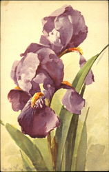 Violets Flowers Postcard Postcard