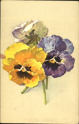 Pansies Flowers Postcard Postcard