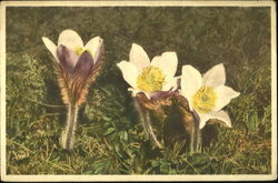 Anemone Alpina Postcard