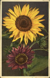 Sunflower Flowers Postcard Postcard