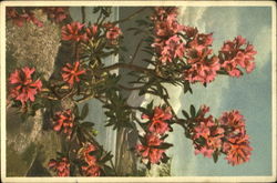 Rusty-Leaved Alpine Rose Flowers Postcard Postcard