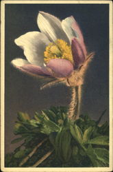 Spring Anemone Postcard