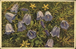 Campanule Cochlearlifolia Postcard