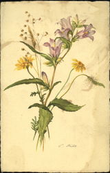 Nattle Leaved Bellflower Postcard