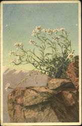 Leontopodium Alpinum Flowers Postcard Postcard