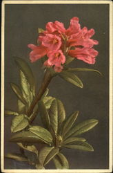 Rusty Leaved Alpine Rose Postcard