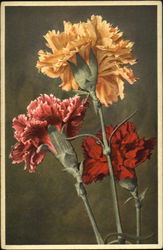 Dianthus Caryophyllus L Postcard