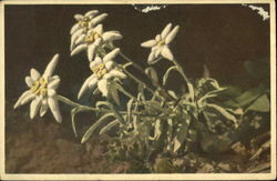 Leontopodium Alpinum Postcard