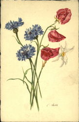 Cornflower Sweet Pea Poet's Narclasus Flowers Postcard Postcard