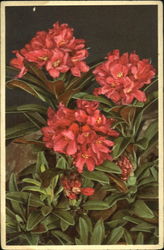 Rusty Leaved Alpine Rose Flowers Postcard Postcard