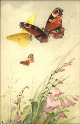 Butterflies C. Klein Postcard Postcard