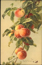 Peaches C. Klein Postcard Postcard