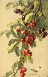 Cherries C. Klein Postcard Postcard