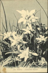 Edelweiss Flowers Postcard Postcard