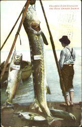 Columbia River sturgeon and royal chinook salmon Fishing Postcard Postcard