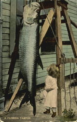 A Florida Tarpon Postcard Postcard