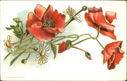 Poppies Postcard