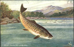 British Fish Postcard