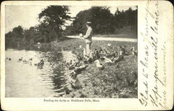 Feeding The Ducks At Middlesex Fells Stoneham, MA Postcard Postcard