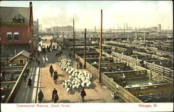 Commercial Avenue Stock Yards Postcard