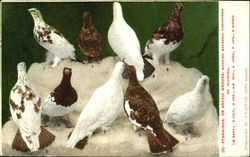 Ptarmigan Or Arotio Grouse Postcard