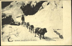 Yukon Dog Team Alaska Postcard Postcard