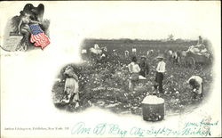 Picking Cotton Black Americana Postcard Postcard