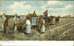 Planting Sugar Cane Black Americana Postcard Postcard