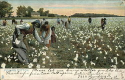 Picking Cotton Black Americana Postcard Postcard