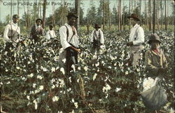 Cotton Picking Scene Of Paris Postcard