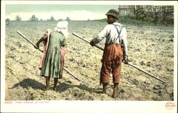 First Hoeing Of Cotton Postcard