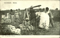 Weighing Cotton Postcard