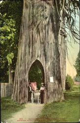 Couple Driving Through Tree on Bicycles Postcard