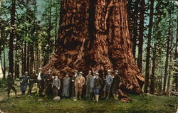 President Roosevelt at General Sherman Tree Theodore Roosevelt Postcard Postcard