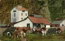 Dairy Farm Cows & Cattle Postcard Postcard