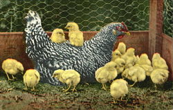 Chicks Postcard