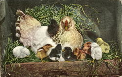 Chicks Postcard