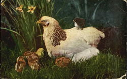 Chicks Postcard