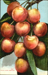 Royal Anne Cherries Postcard