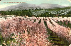 Oregon Orchards In Bloom Postcard