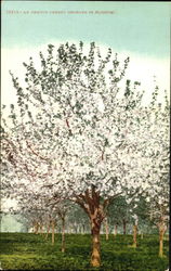 An Oregon Cherry Orchard In Bloom Postcard