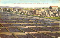 Prune Drying In California Scene In Santa Clara Valley Postcard Postcard