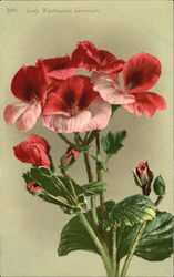 Lady Washington Geranium Postcard