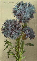 Cornflower Flowers Postcard Postcard