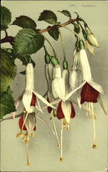 Fuchsias Postcard