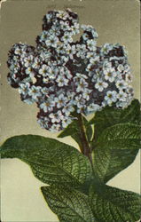 Heliotrope Postcard