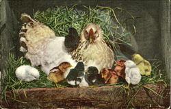 Chicks Postcard