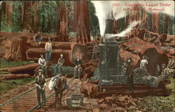 Logging The Largest Timber In The World Redwood San Francisco, CA Postcard Postcard