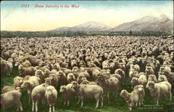 Sheep Industry In The West Postcard